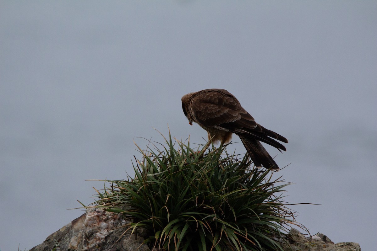 Chimango Caracara - ML638044916
