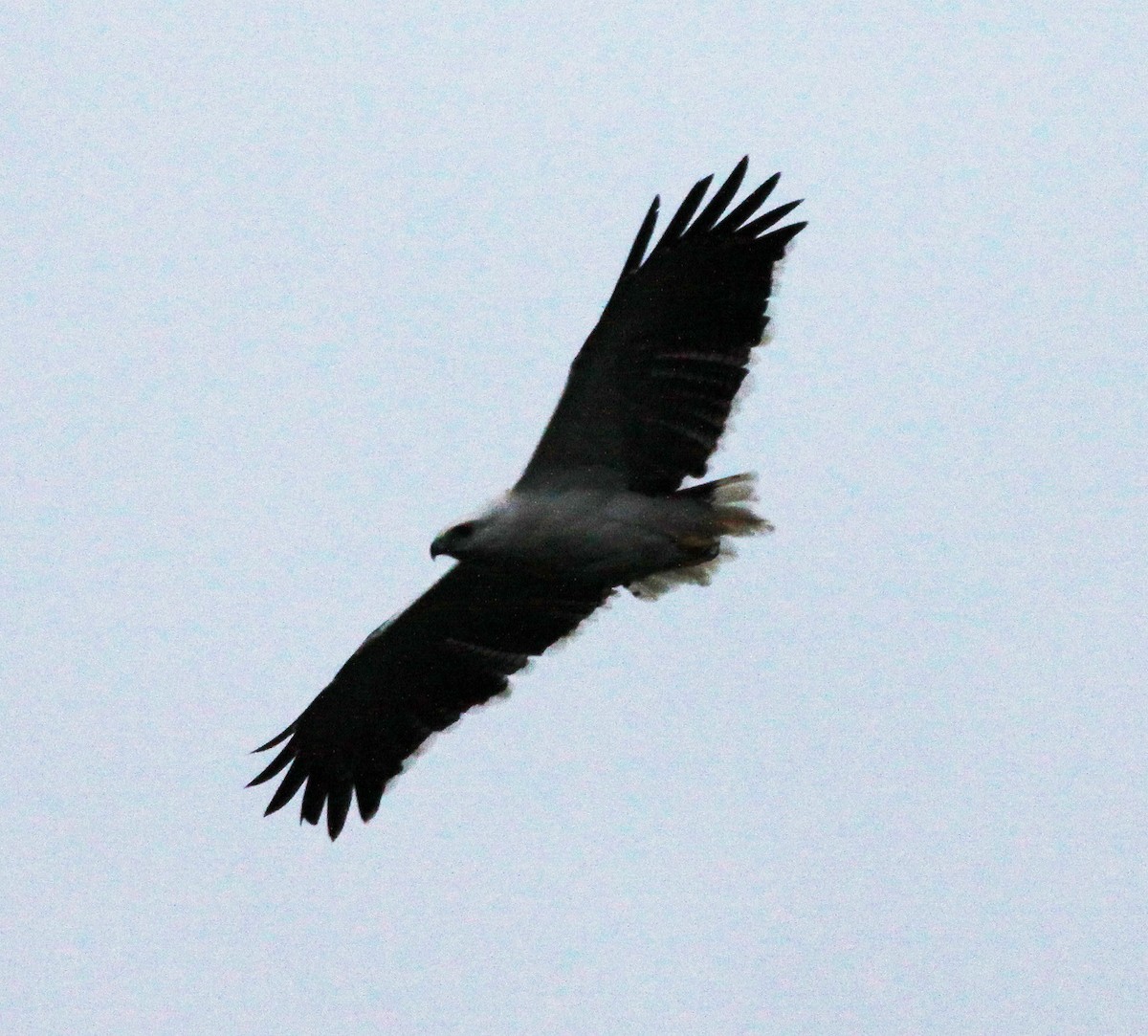 Mantled Hawk - ML638044917