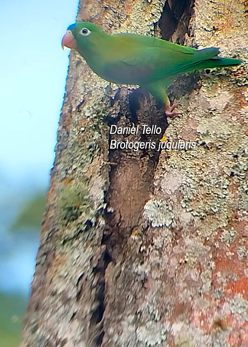 tirika tovi - ML638044928