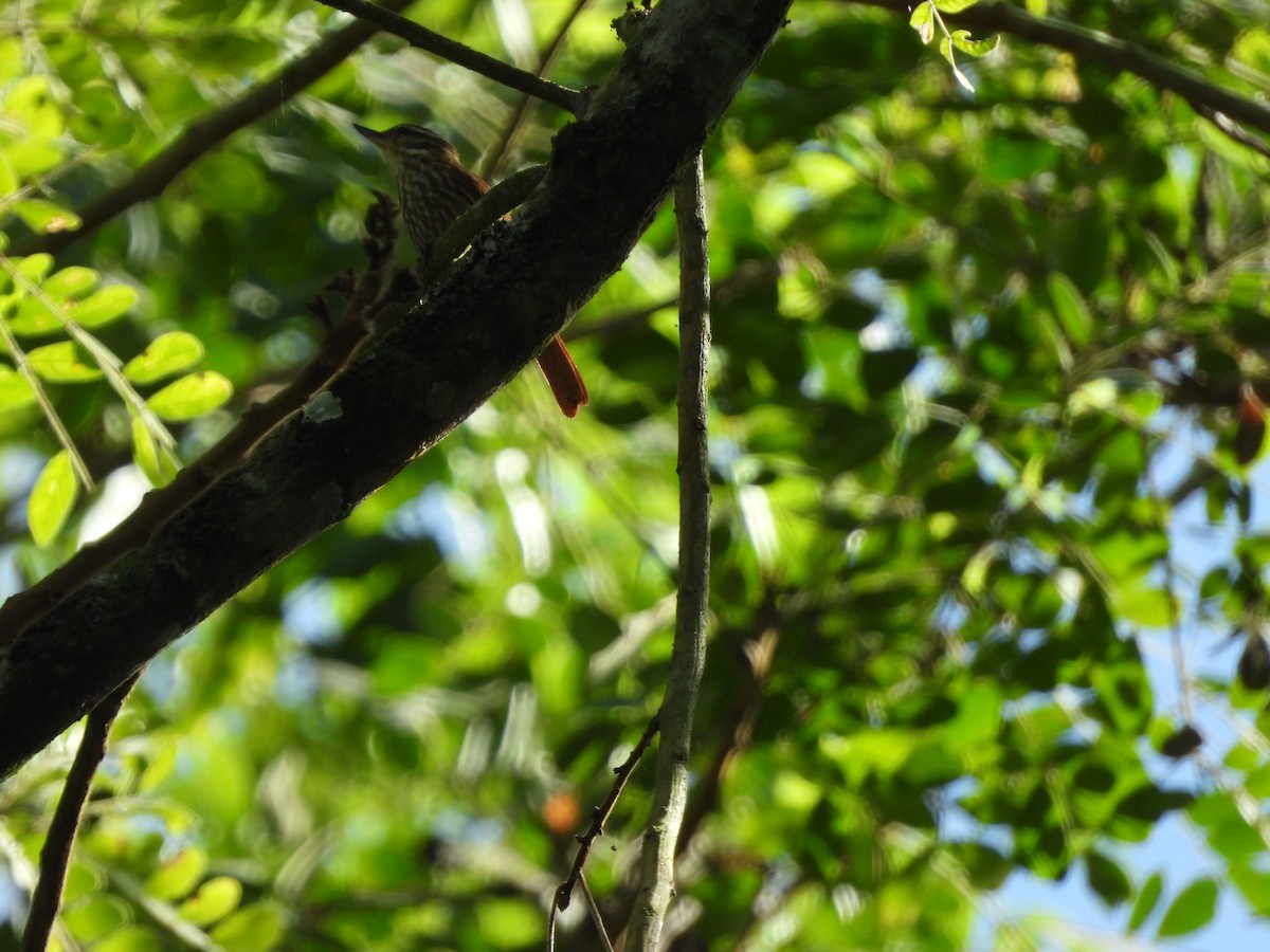 Streaked Xenops - ML638044959