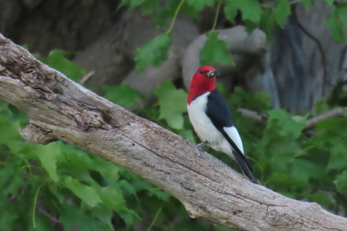 Red-headed Woodpecker - ML638044996