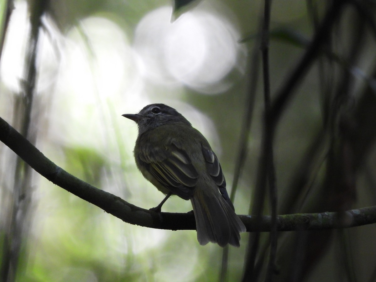 Gray-breasted Flycatcher - ML638044998