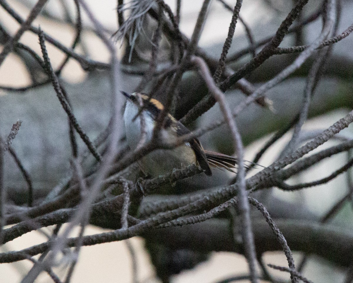 Thorn-tailed Rayadito - ML638045000
