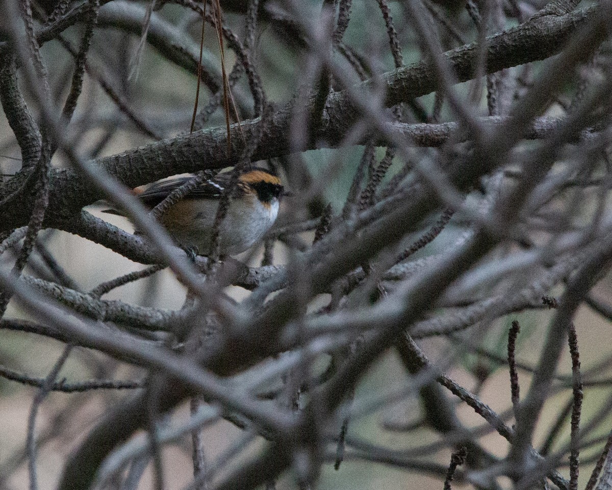 Thorn-tailed Rayadito - ML638045001