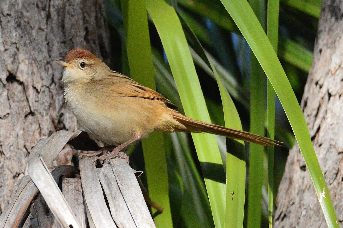 Tawny Grassbird - ML638045048