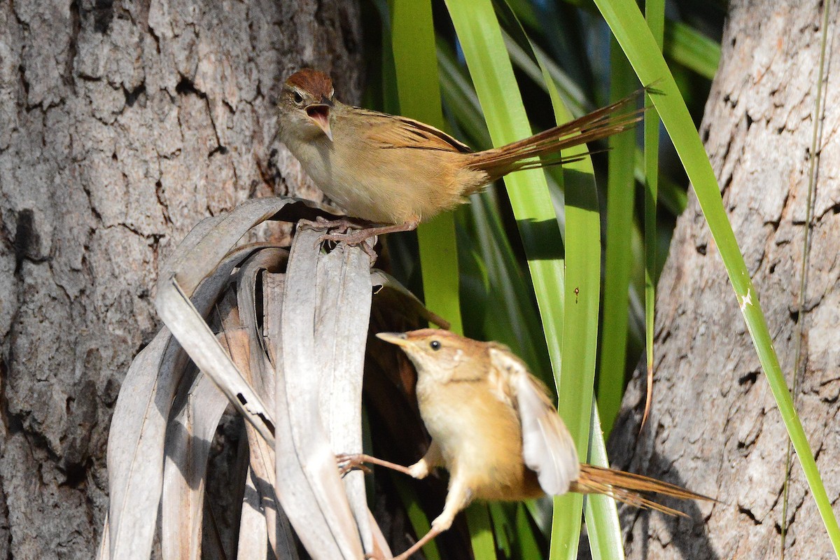 Tawny Grassbird - ML638045053