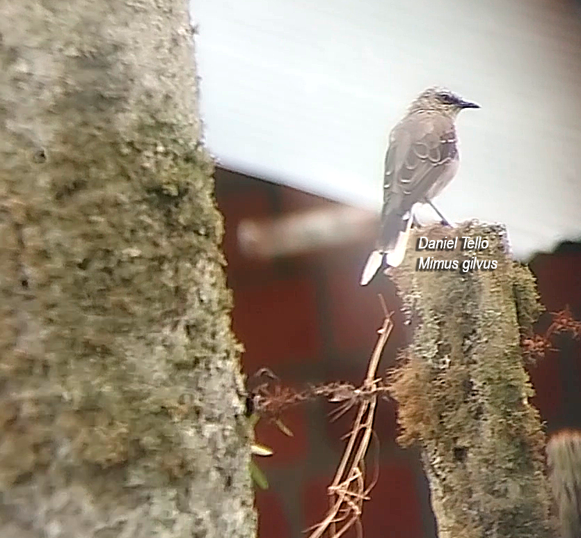 drozdec tropický - ML638045061