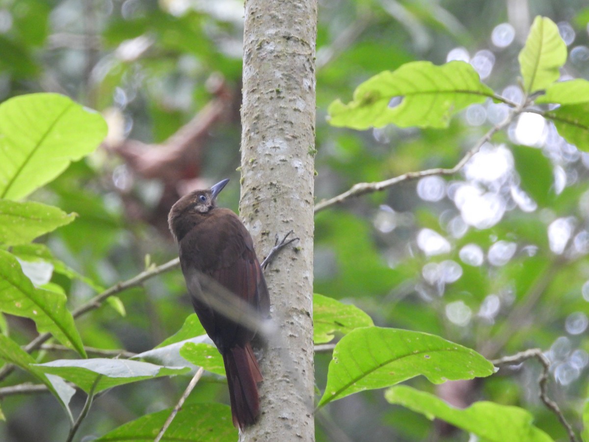 Plain-brown Woodcreeper - ML638045116