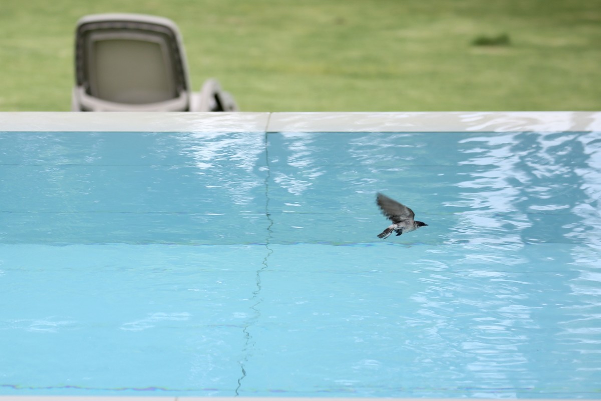Mangrove Swallow - ML638045121