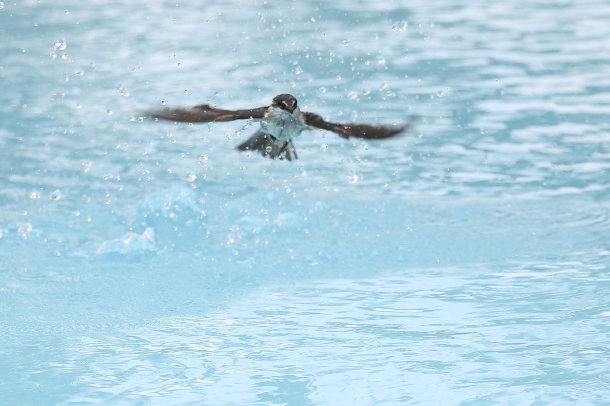 Mangrove Swallow - ML638045122