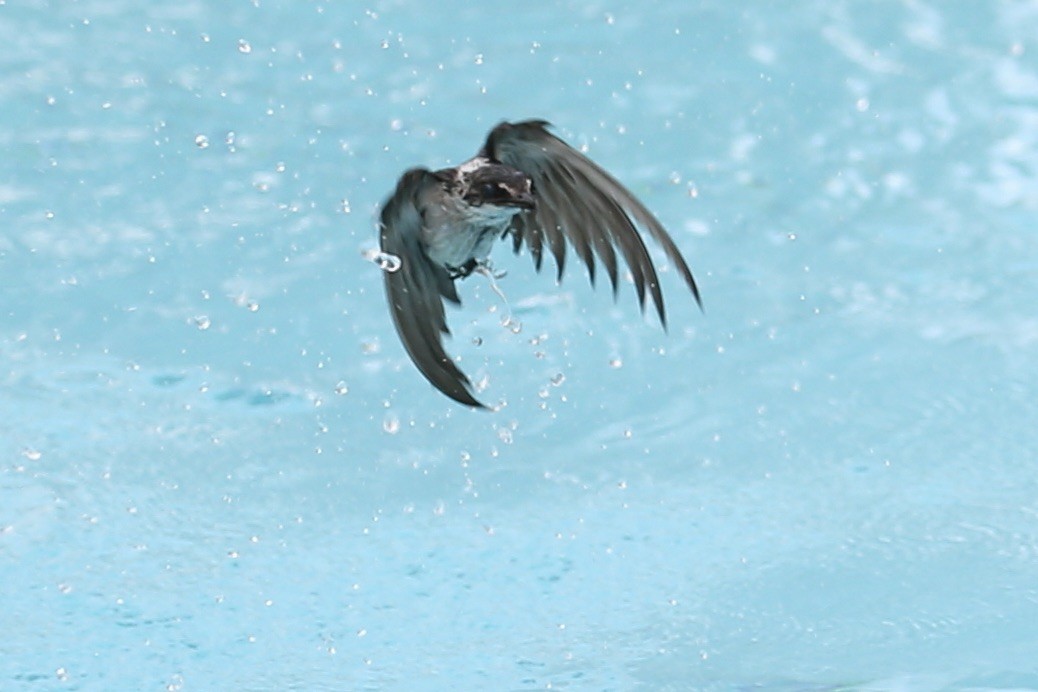 Mangrove Swallow - ML638045123