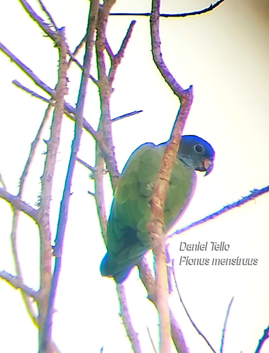 amazónek černouchý - ML638045159