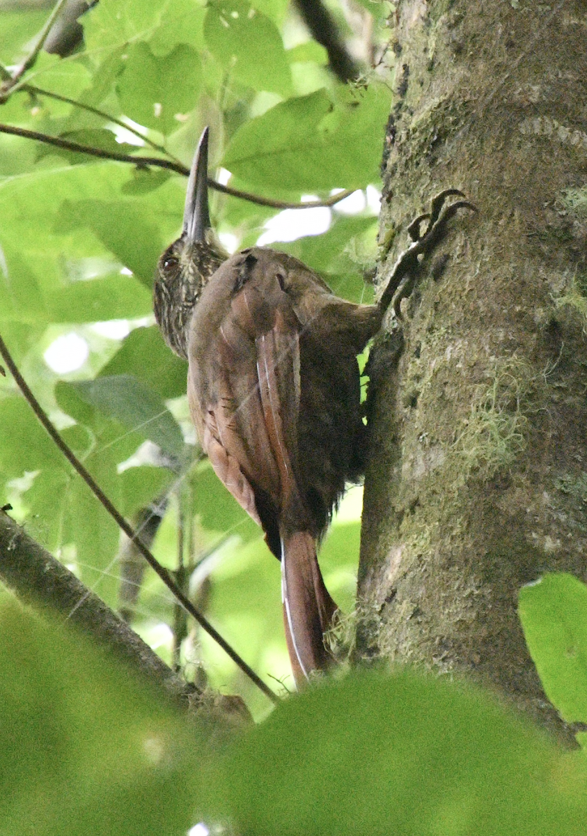 meiseltreløper - ML638045164