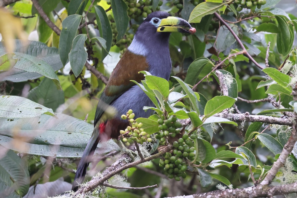 Hooded Mountain-Toucan - ML638045194