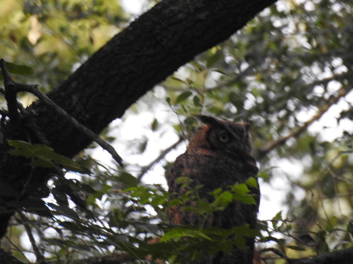 Great Horned Owl - ML638045203
