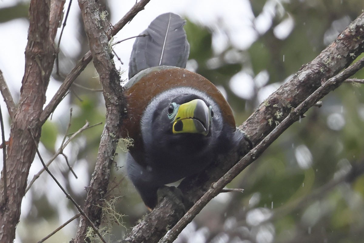 Hooded Mountain-Toucan - ML638045205