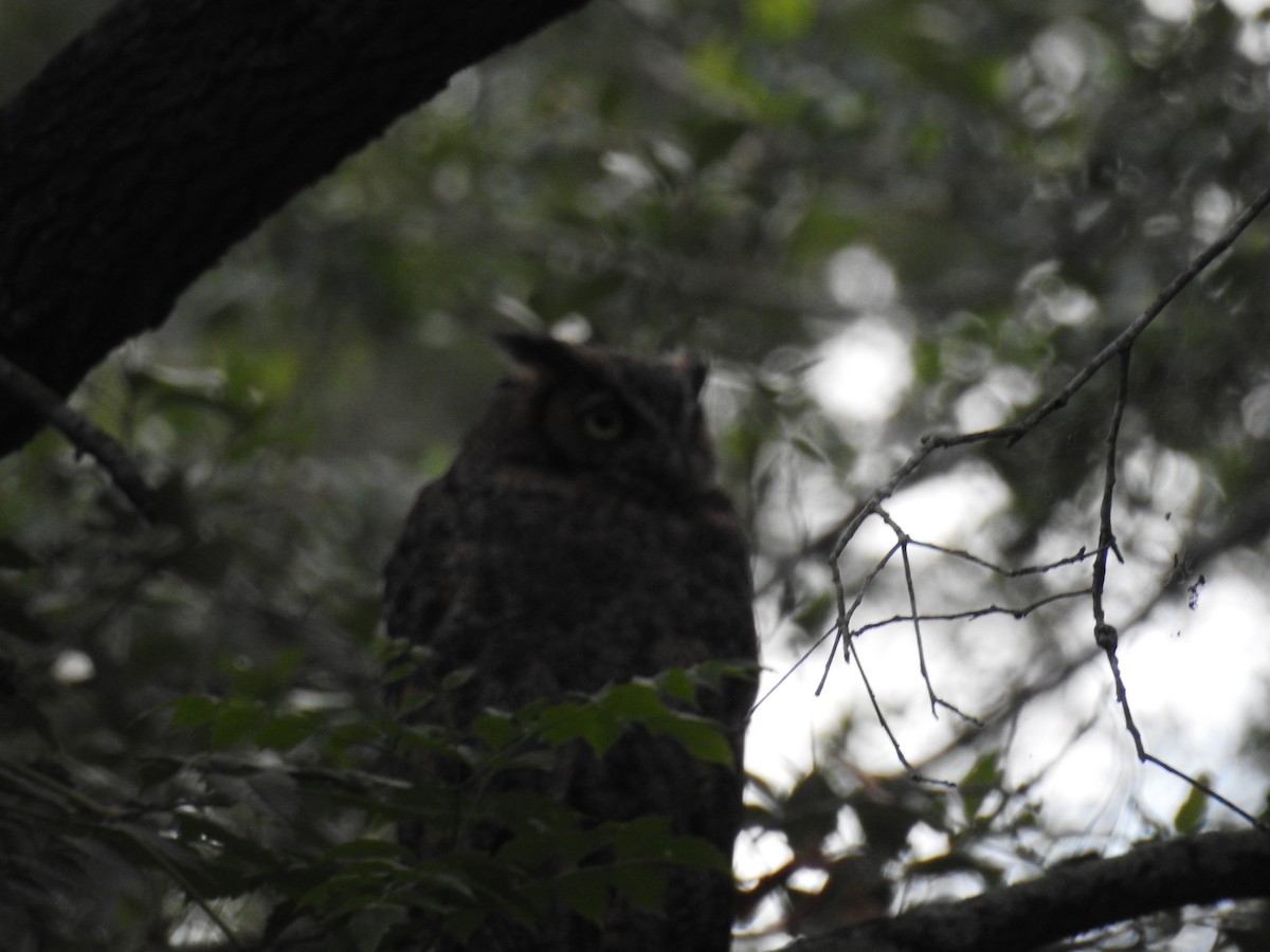 Great Horned Owl - ML638045211
