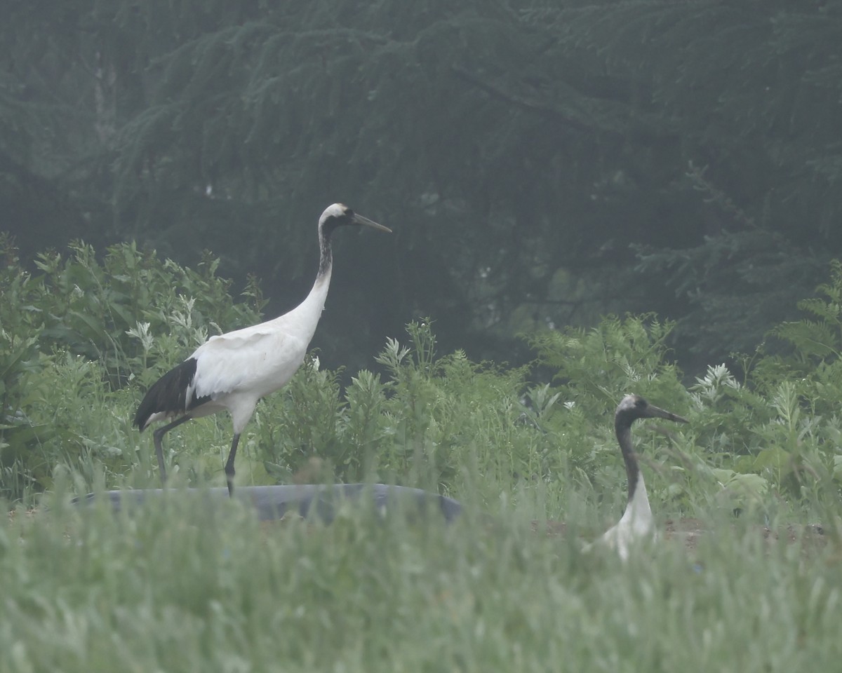 Red-crowned Crane - ML638045221