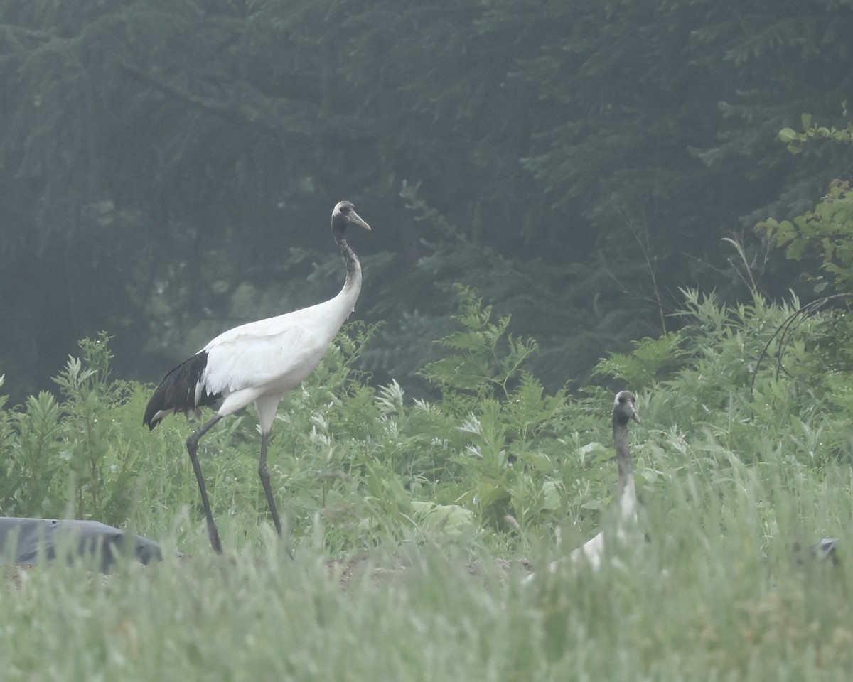Red-crowned Crane - ML638045222