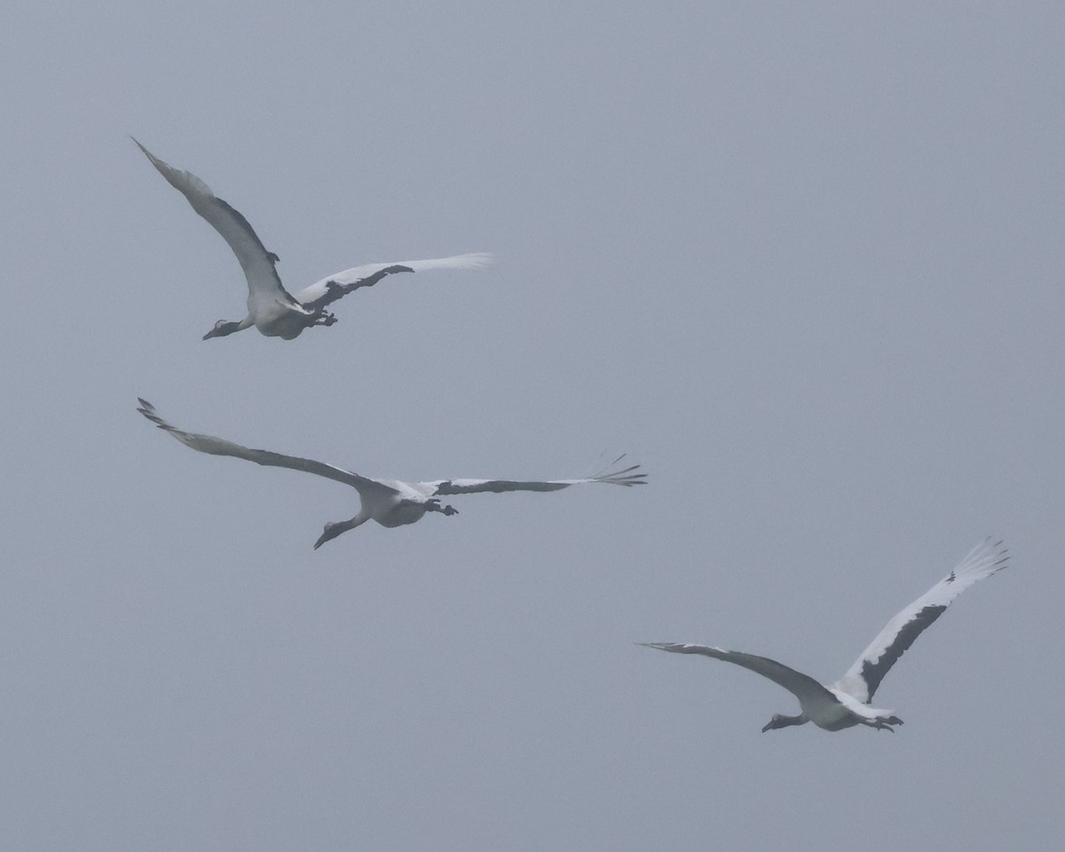 Red-crowned Crane - ML638045223