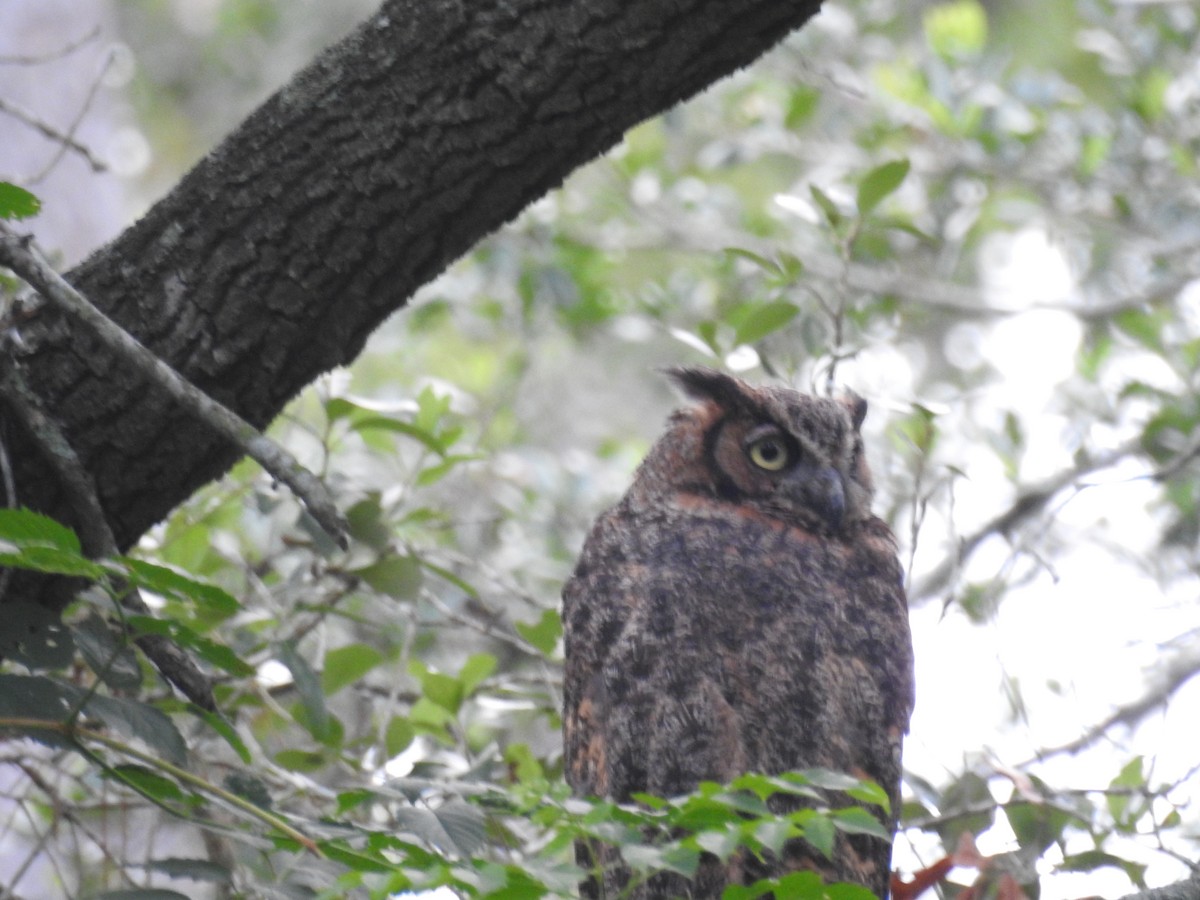 Great Horned Owl - ML638045224