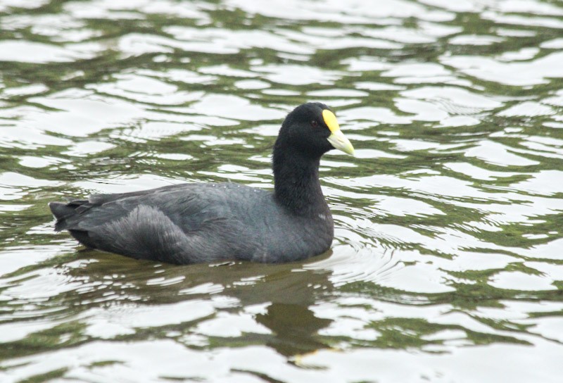 White-winged Coot - ML638045254