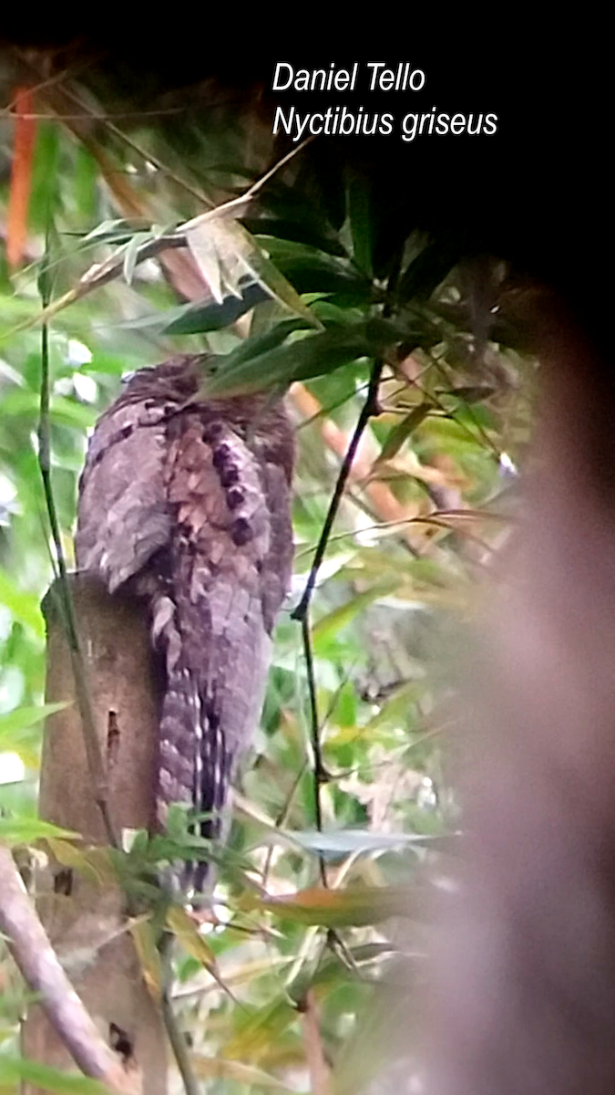 Common Potoo - ML638045266