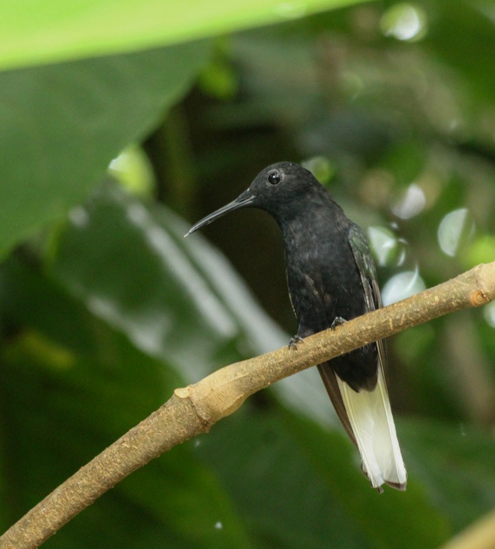 Black Jacobin - ML638045302