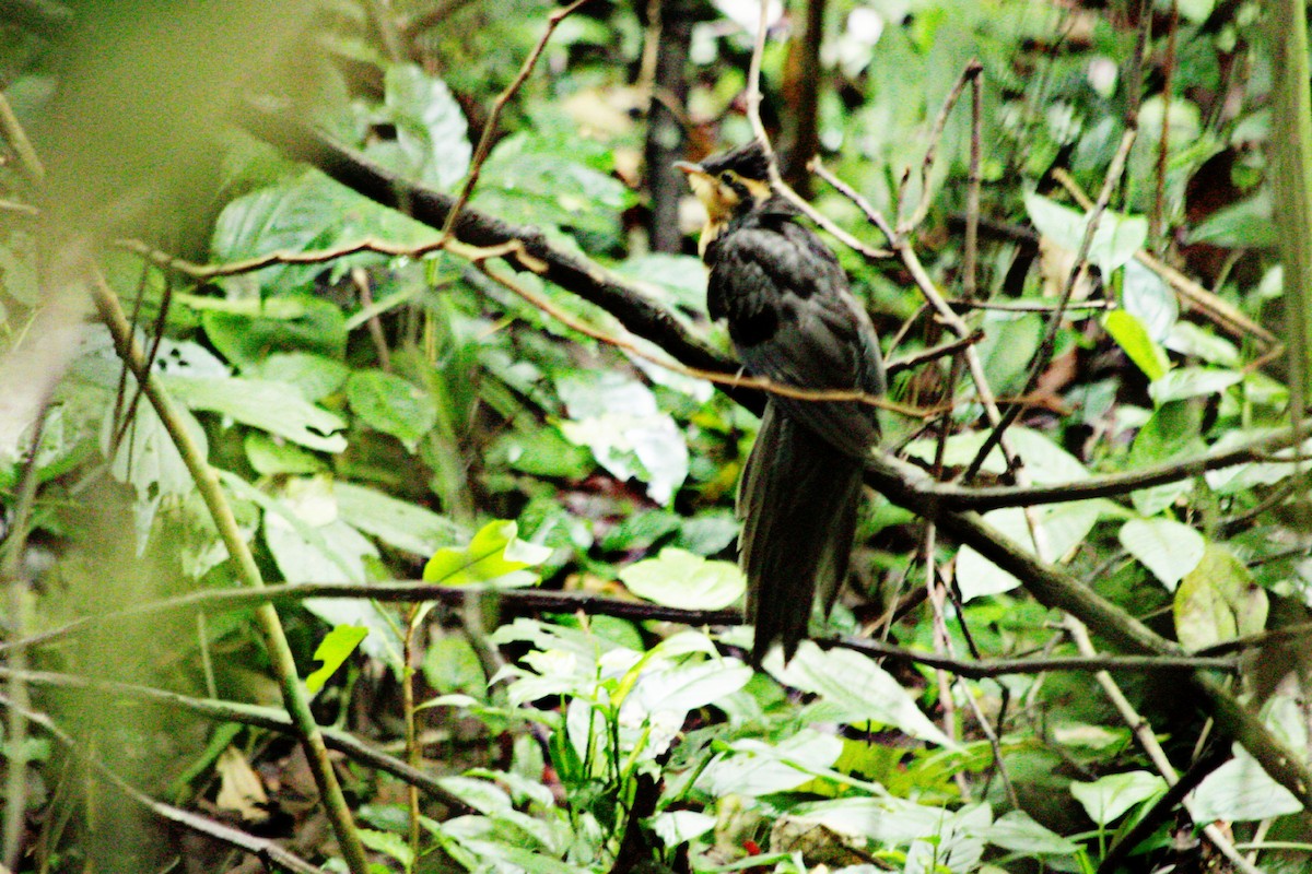 Pheasant Cuckoo - ML638045307
