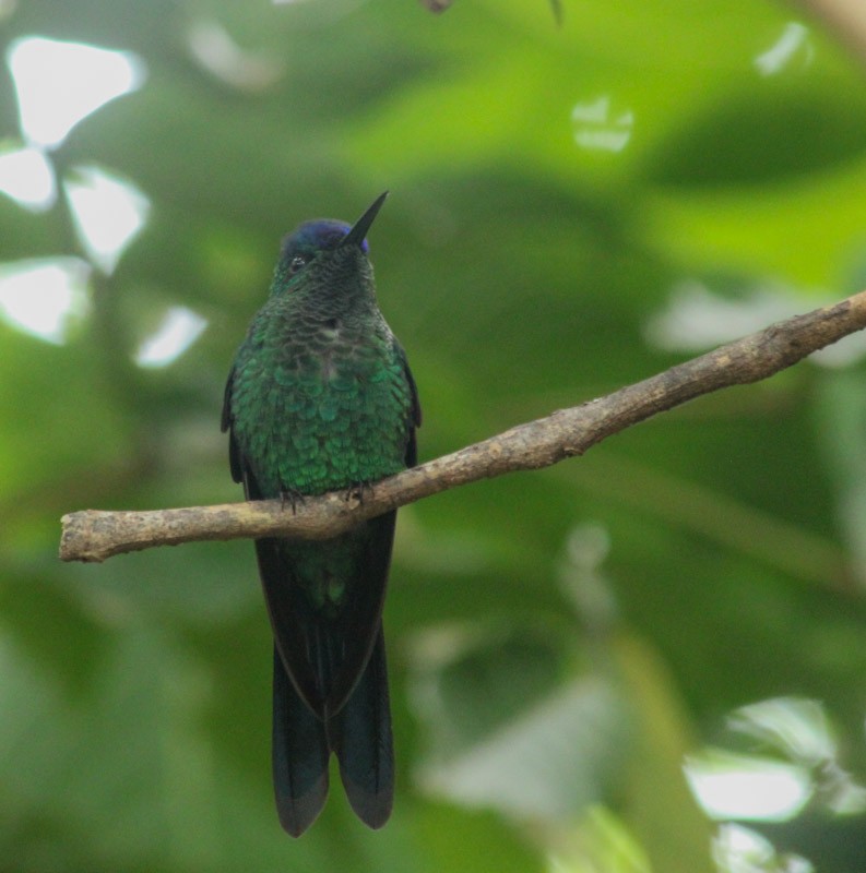 Violet-capped Woodnymph - ML638045326