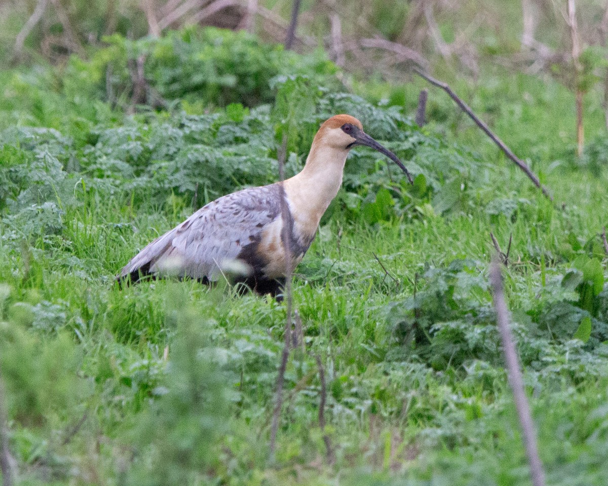 ibis laločnatý - ML638045334