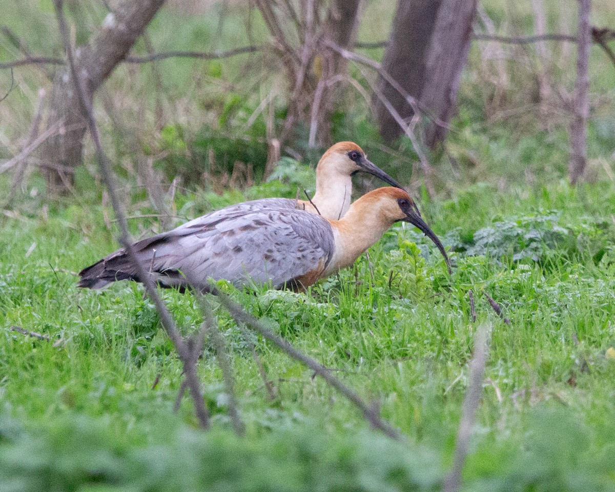 ibis laločnatý - ML638045335