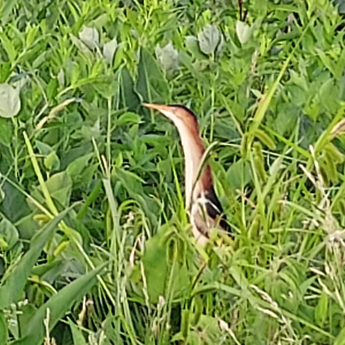 Least Bittern - ML638045345
