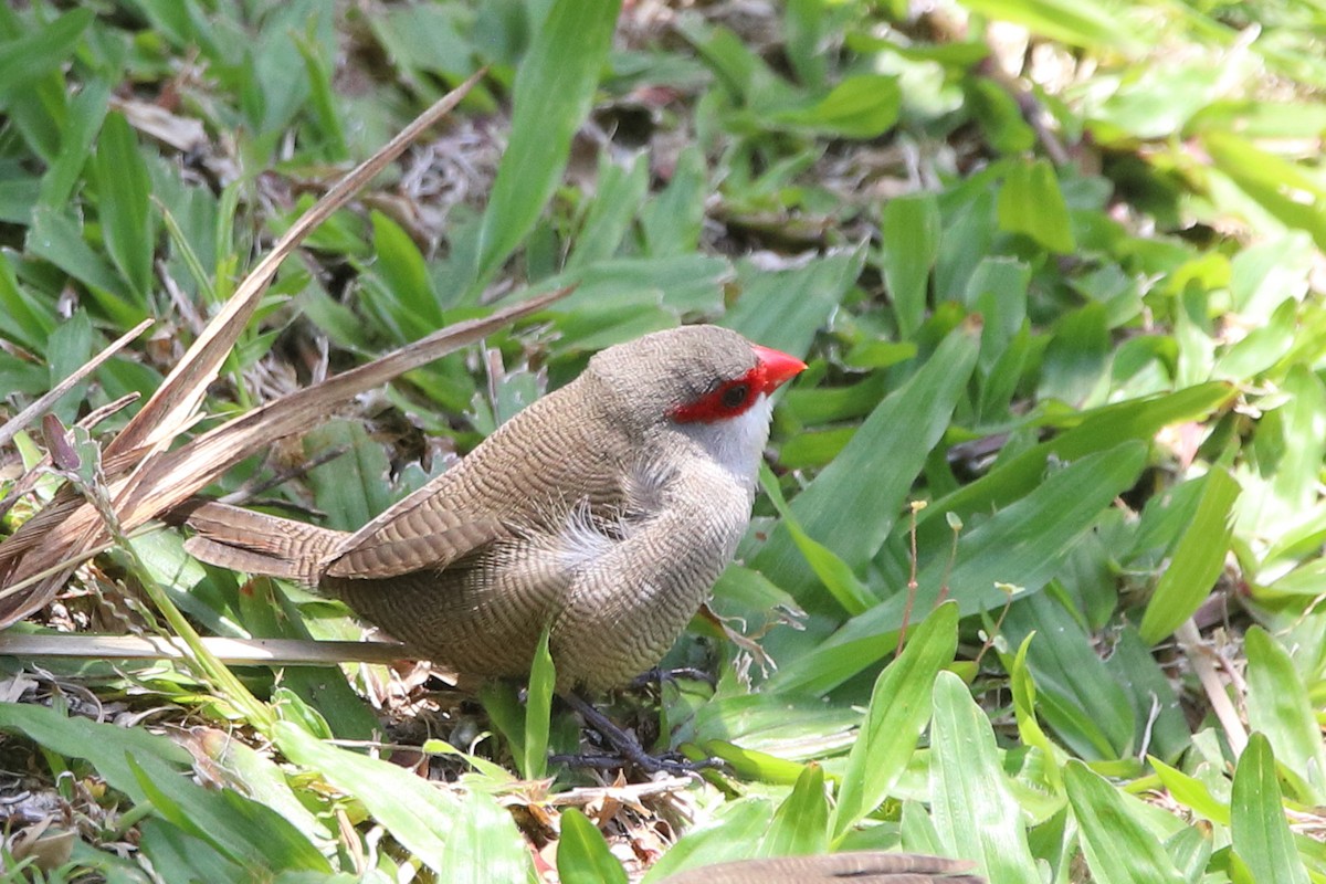 Estrilda mokogorria - ML638045351