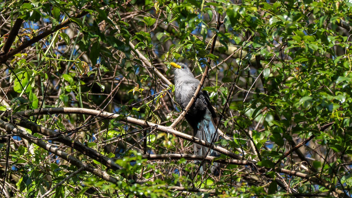 Blue Malkoha - ML638045354
