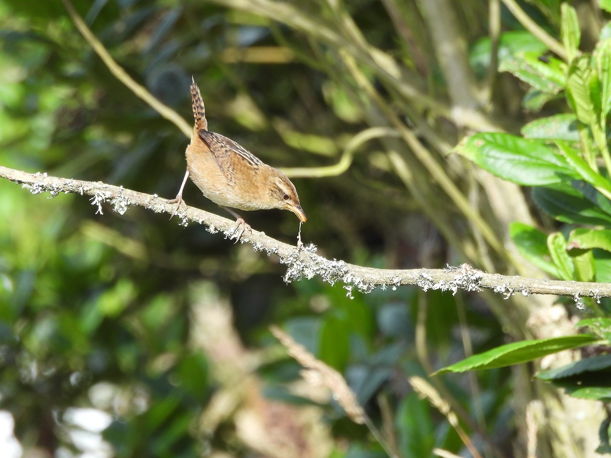 Grass Wren - ML638045378
