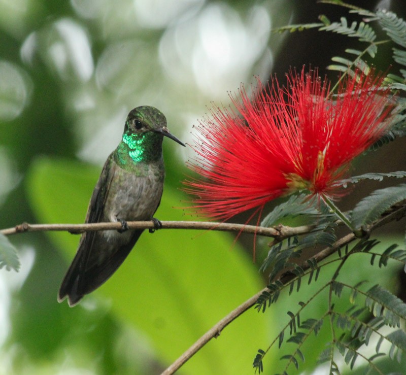 Versicolored Emerald - ML638045381