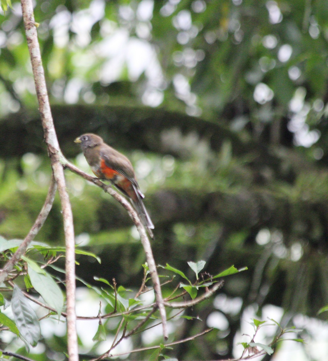 Collared Trogon - ML638045386