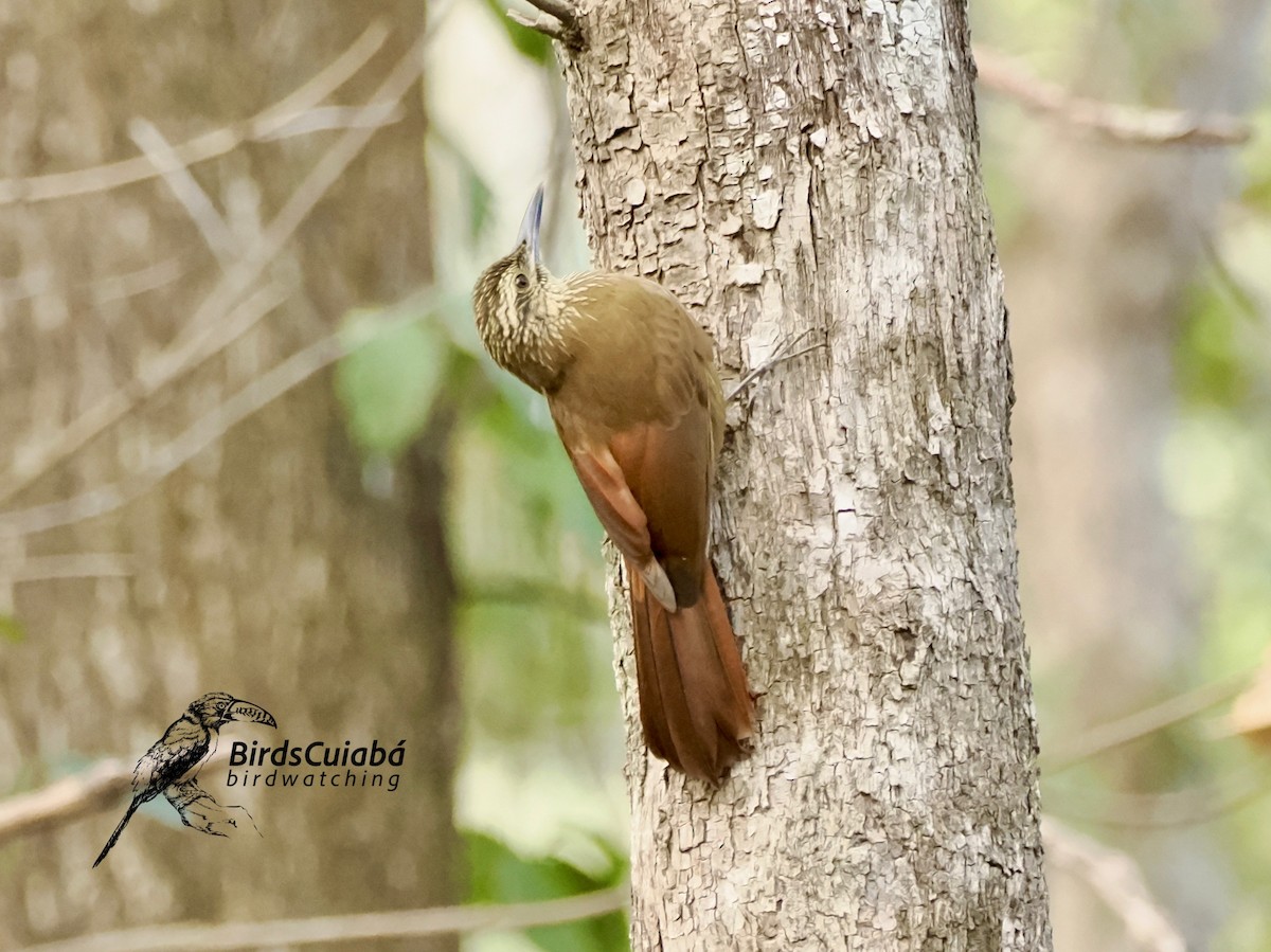 Planalto Woodcreeper - ML638045392
