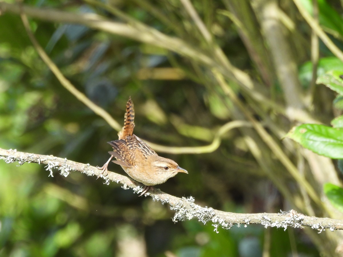 Grass Wren - ML638045399