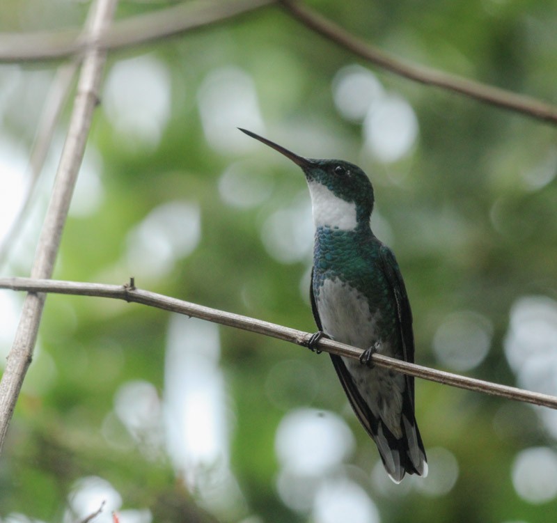 White-throated Hummingbird - ML638045401