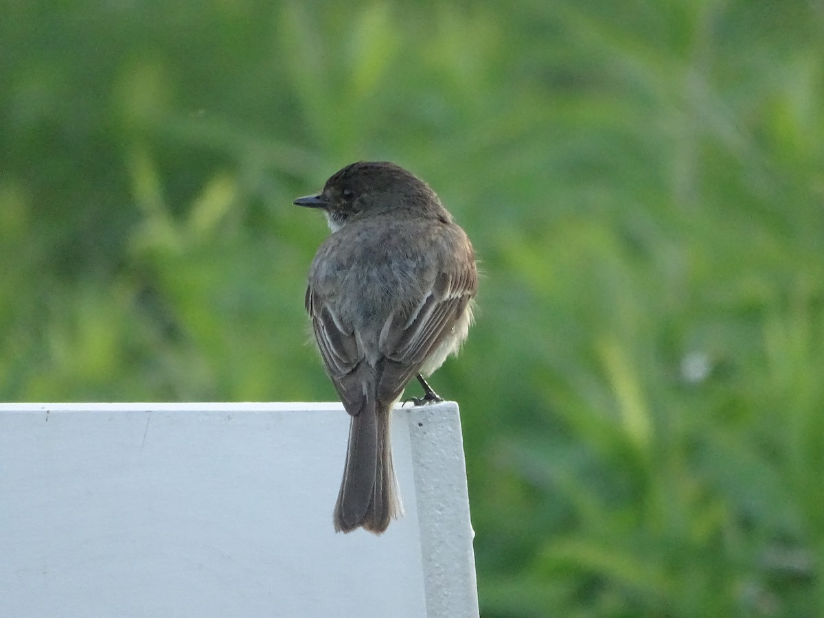 Eastern Phoebe - ML638045411