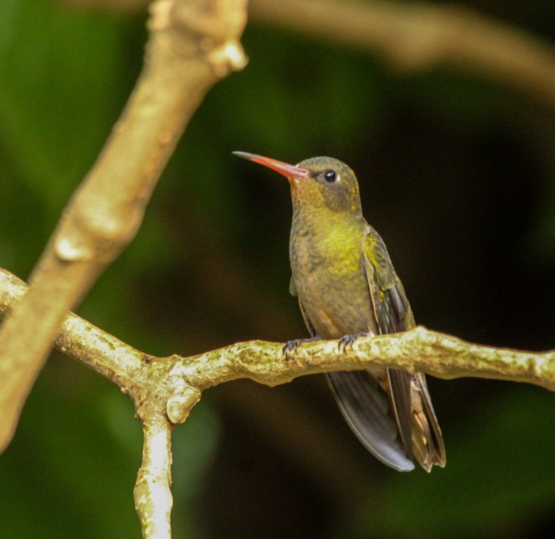 Gilded Hummingbird - ML638045420