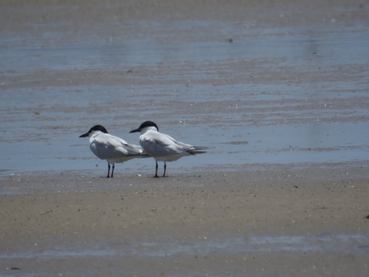 Gull-billed Tern - ML638045421