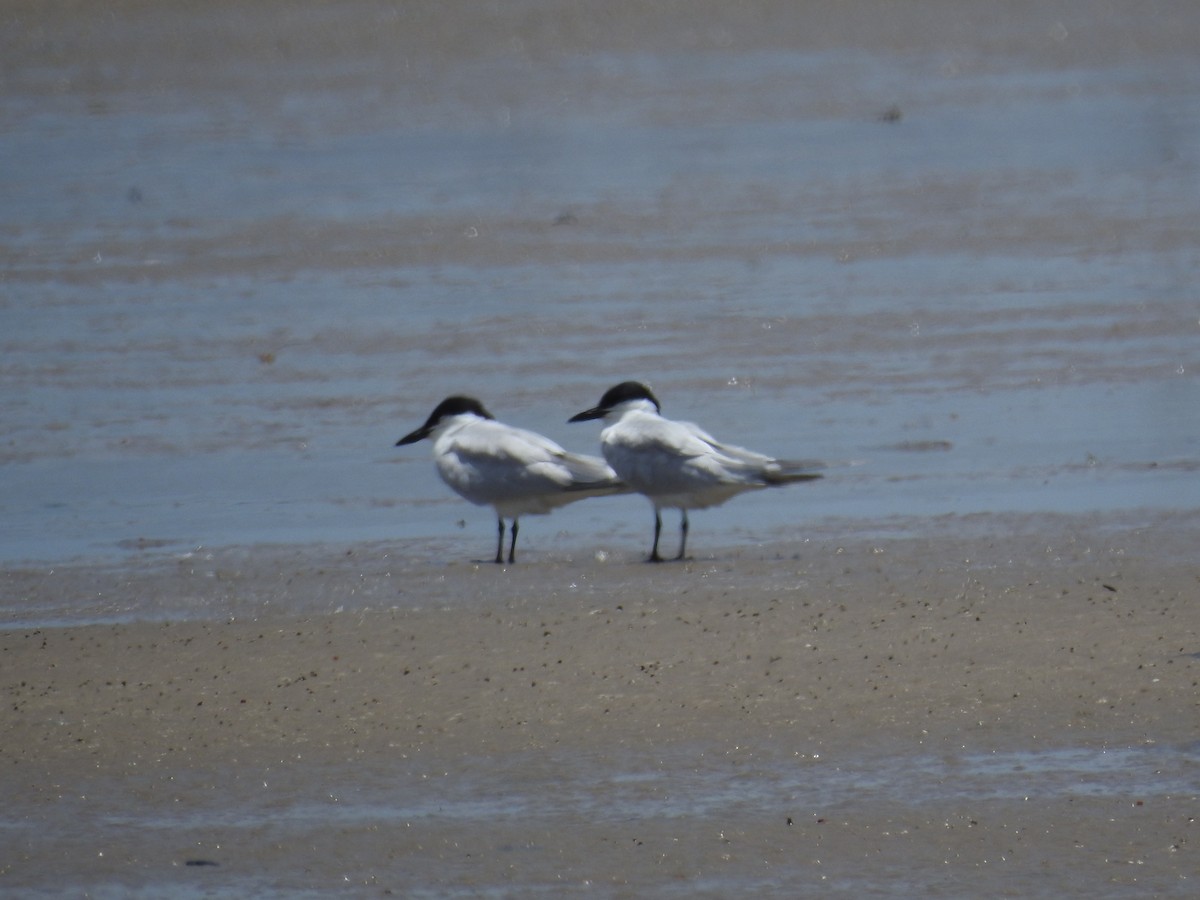 Gull-billed Tern - ML638045429