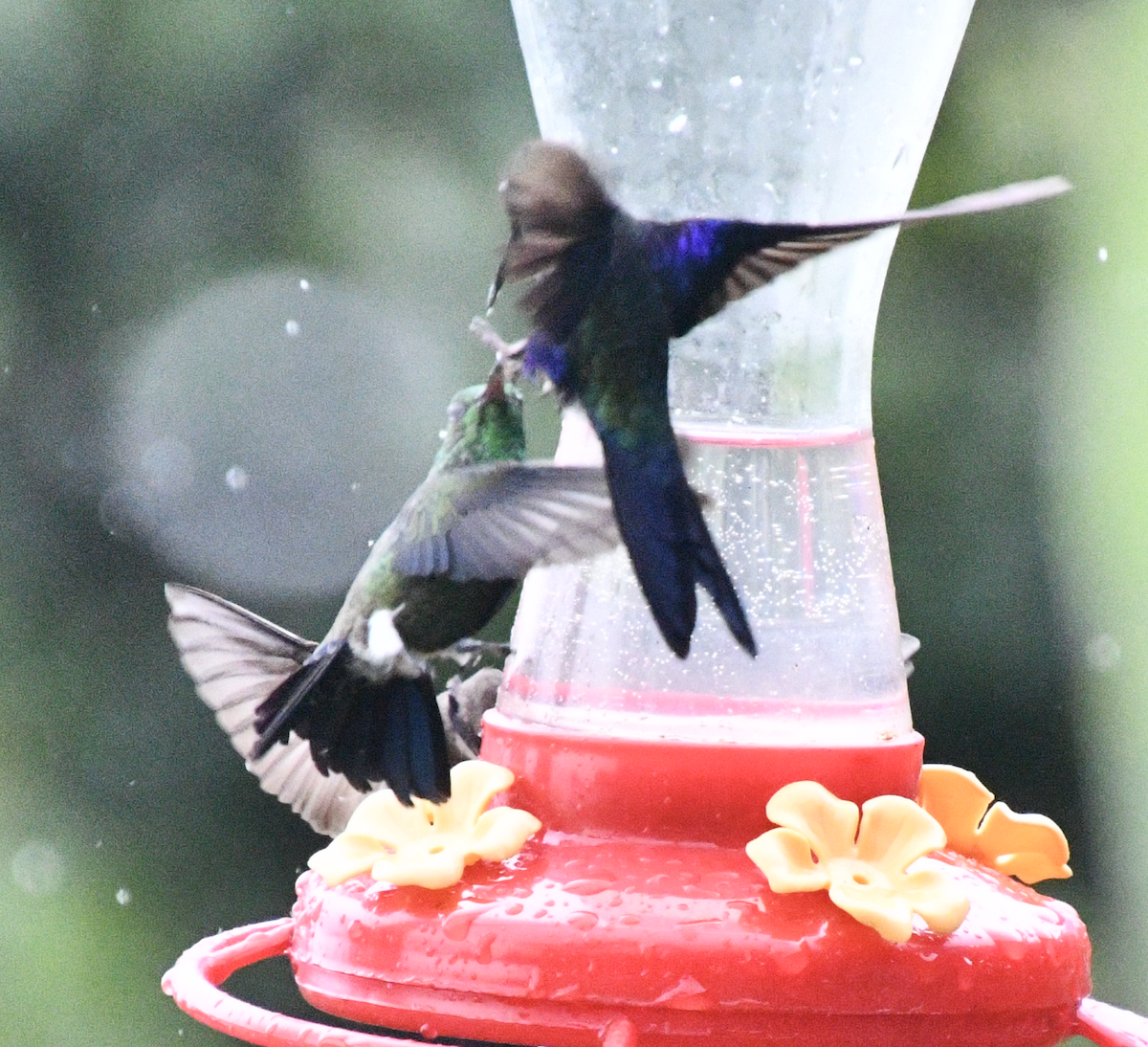 Steely-vented Hummingbird - ML638045465