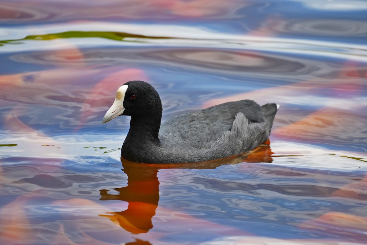 Hawaiian Coot - ML638045466