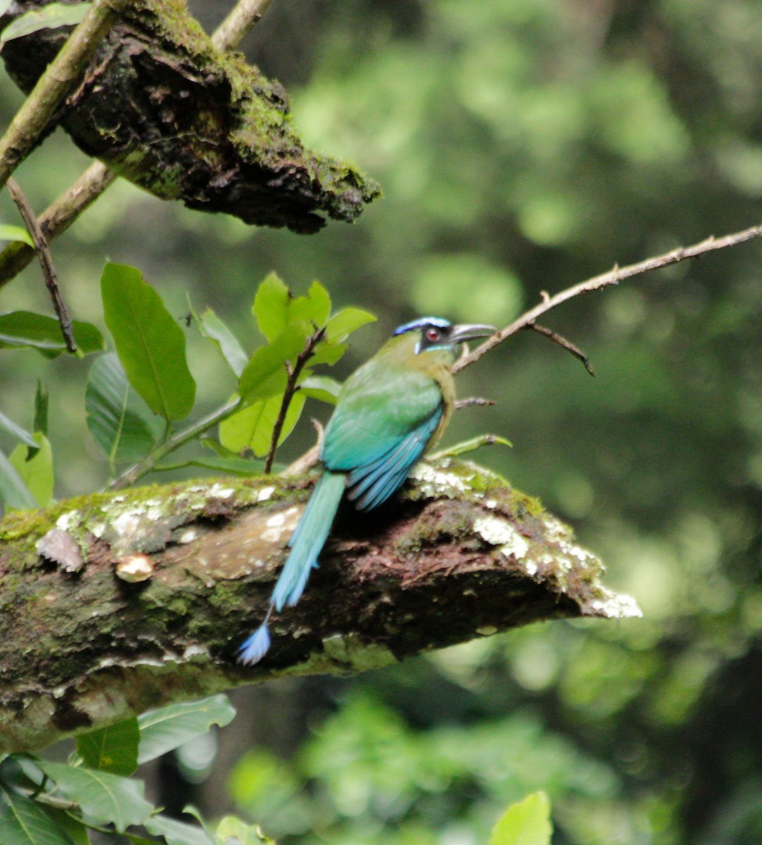 Lesson's Motmot - ML638045467