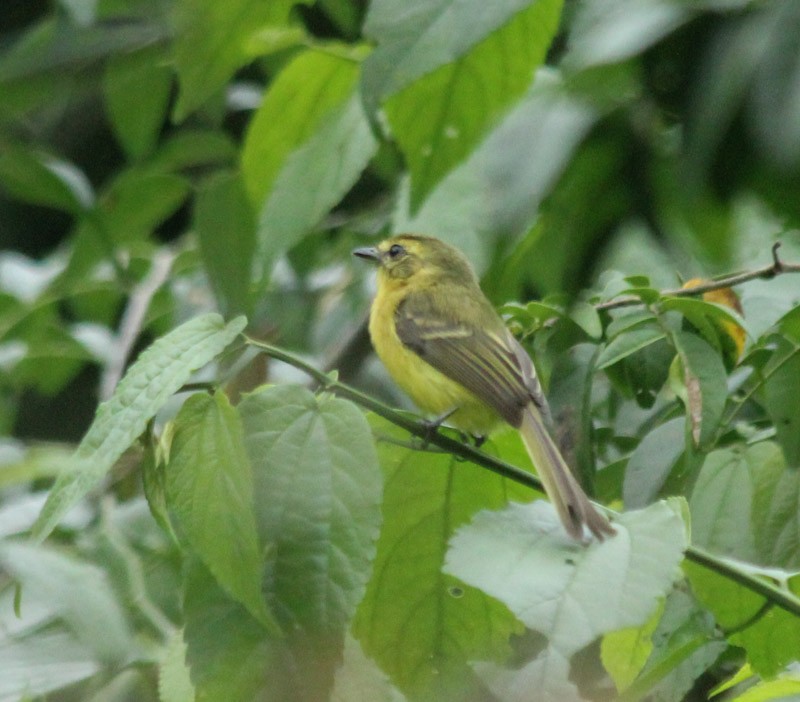 Yellow Tyrannulet - ML638045518