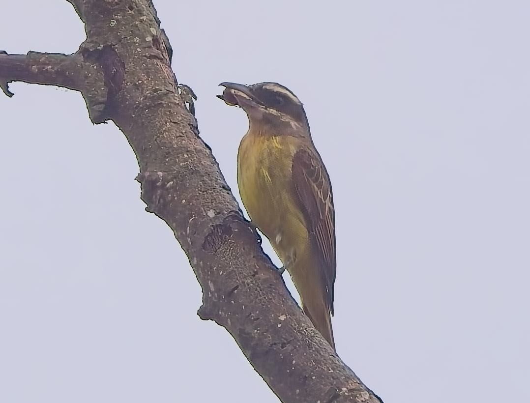 Golden-bellied Flycatcher - ML638045533